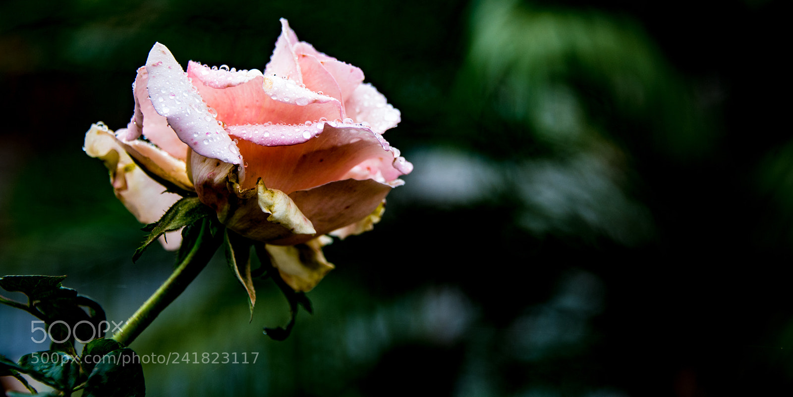 Nikon D750 sample photo. Raindrops on rose photography