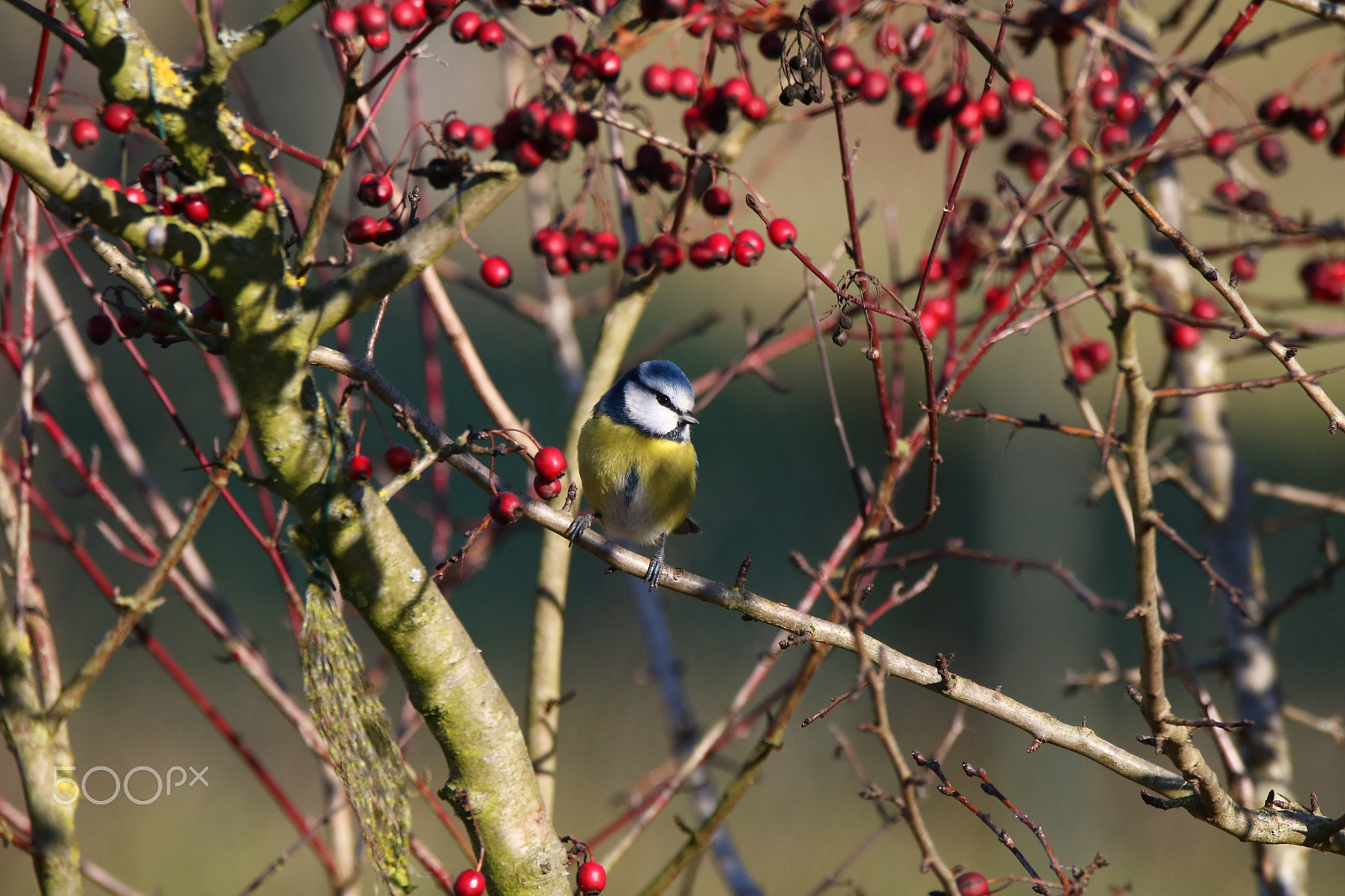 Sigma 150-600mm F5-6.3 DG OS HSM | C sample photo. Cinciarella sul biancospino photography