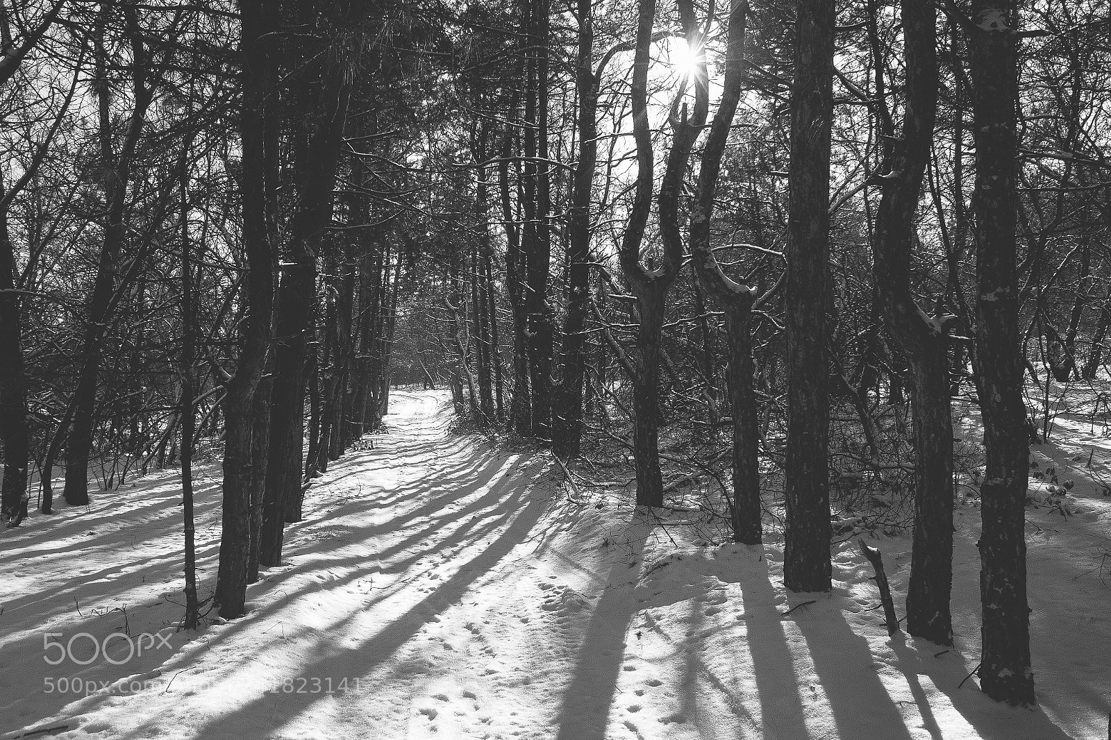 Canon EOS 60D sample photo. Winter forest photography