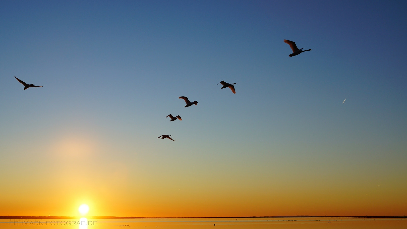 Sony SLT-A77 + Sony DT 16-50mm F2.8 SSM sample photo. Swans photography