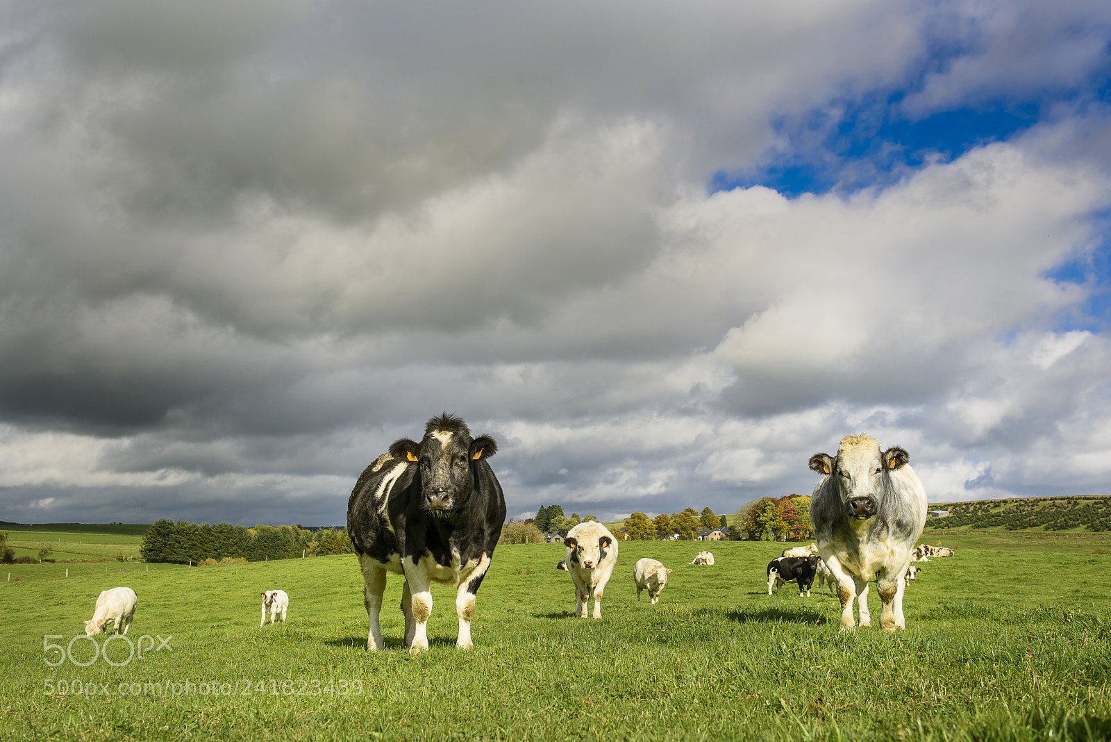 Nikon D750 sample photo. Cows in bastogne photography
