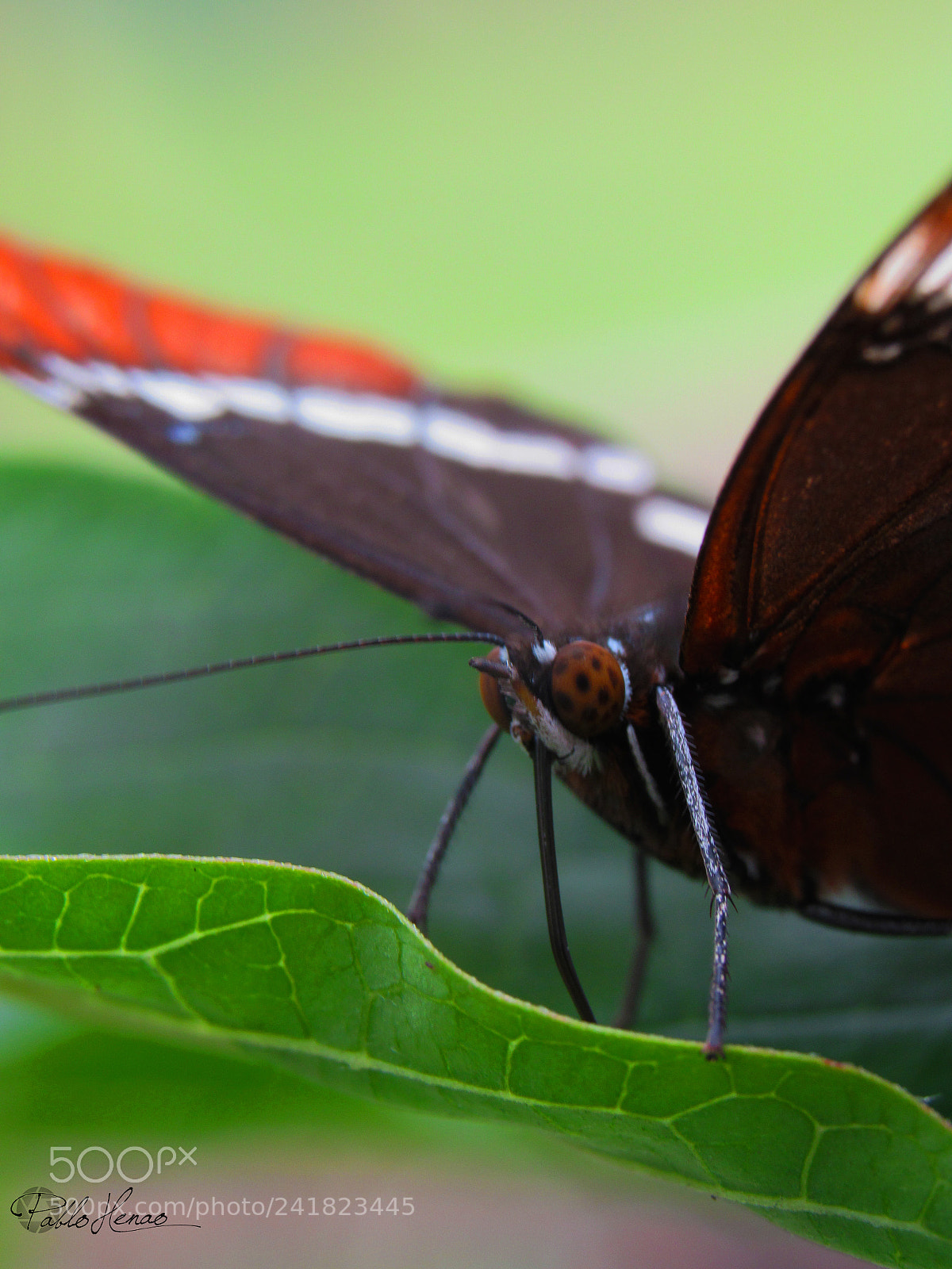 Canon PowerShot SX520 HS sample photo. Un poco de macro photography