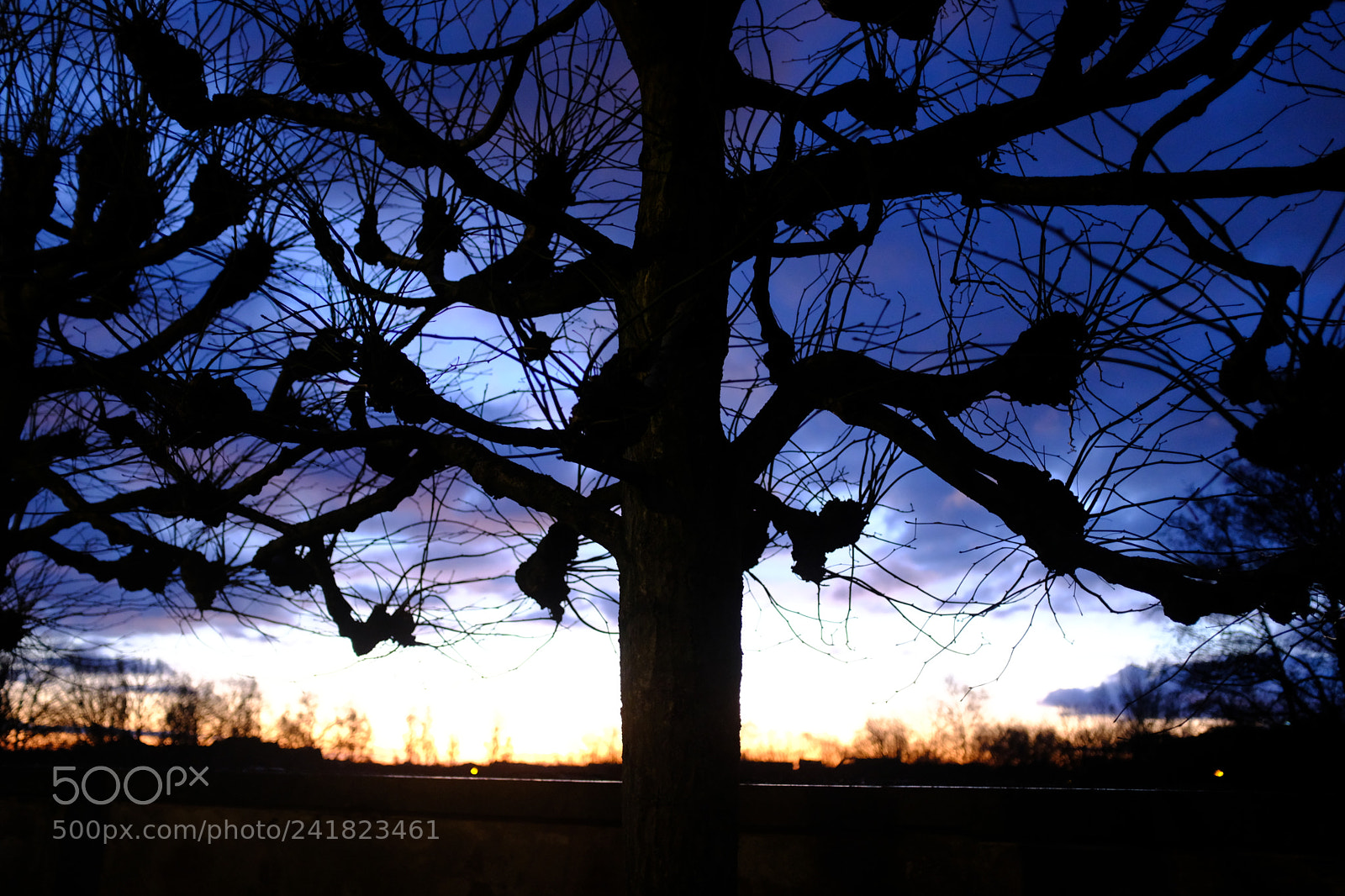 Fujifilm X100F sample photo. Twisted tree photography