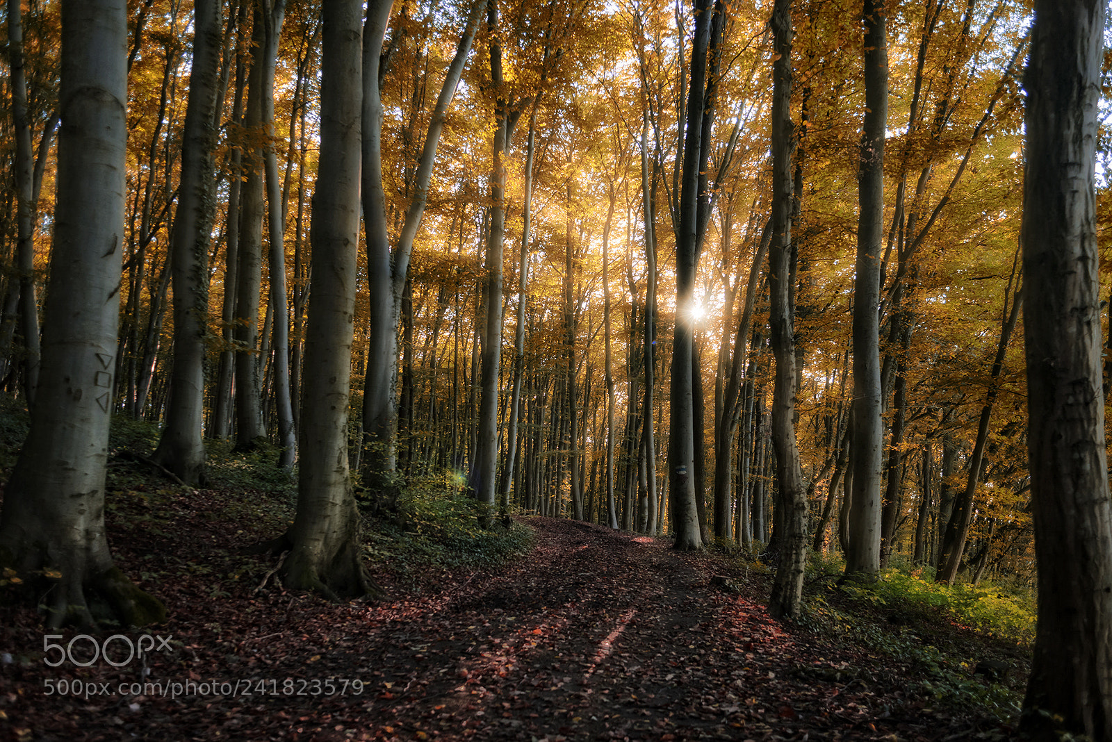 Nikon D810 sample photo. Forest scenes (5) photography