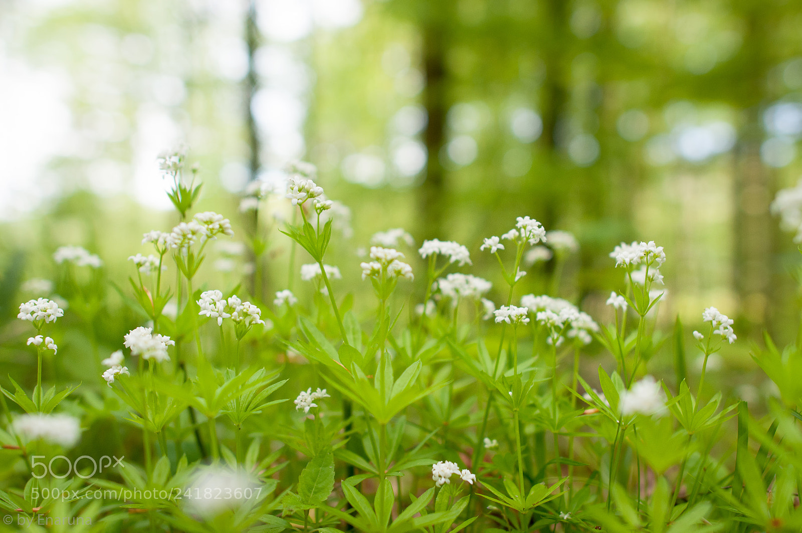 Nikon D300S sample photo. Wild baby's breath photography