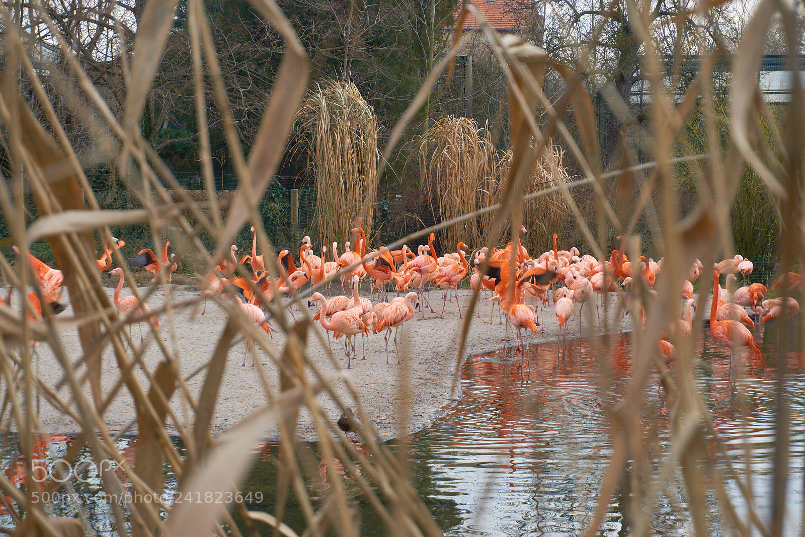 Sony a5100 sample photo. Flamingos in prague zoo photography