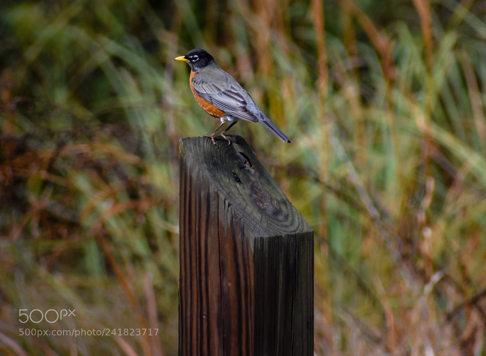Nikon D3400 sample photo. Robin photography