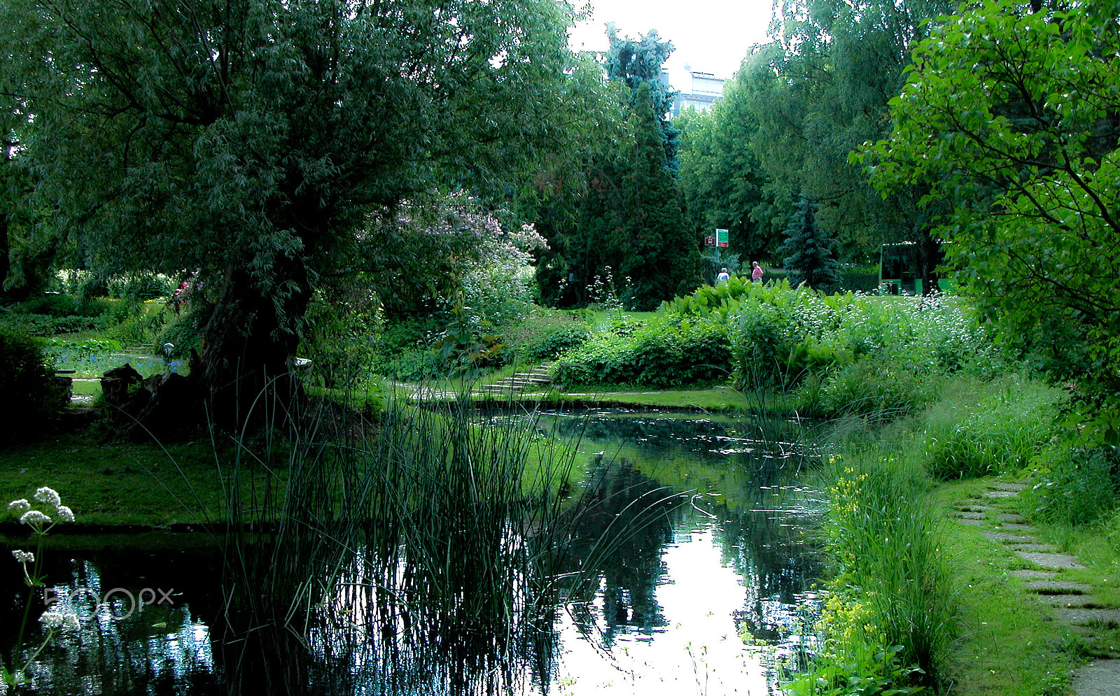 Nikon E5700 sample photo. The pond with the island photography