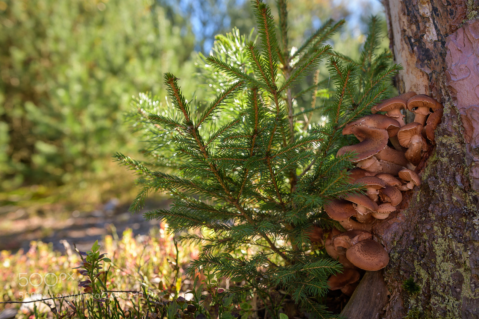 Nikon D7500 sample photo. Mushrooms photography