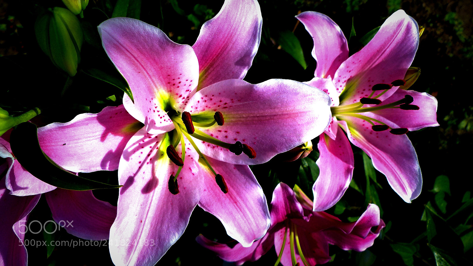 Panasonic Lumix DMC-FZ200 sample photo. Pink lily photography