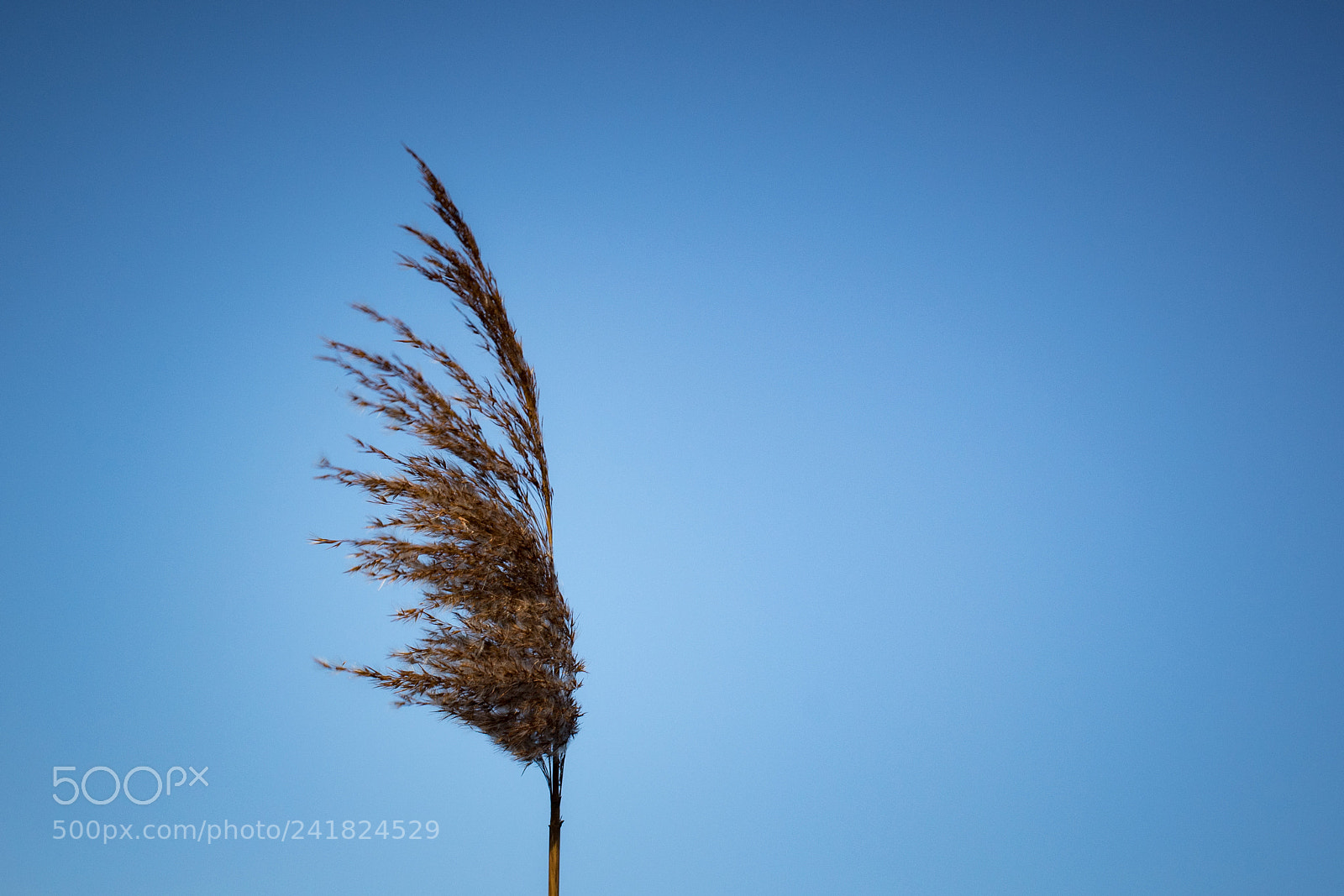 Canon EOS 1300D (EOS Rebel T6 / EOS Kiss X80) sample photo. Yellow plant on blue photography