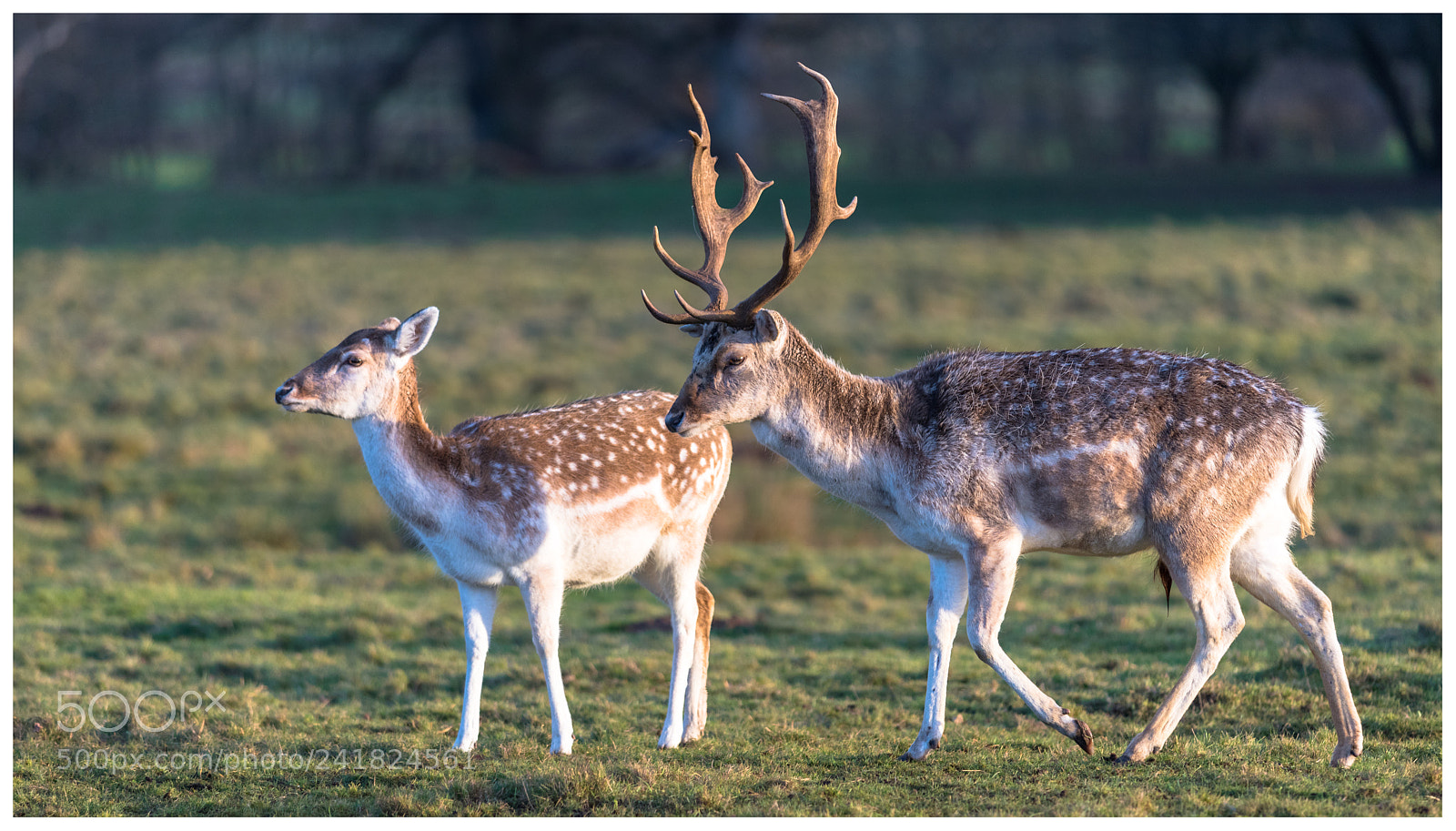 Nikon D810 sample photo. Fallow deer photography