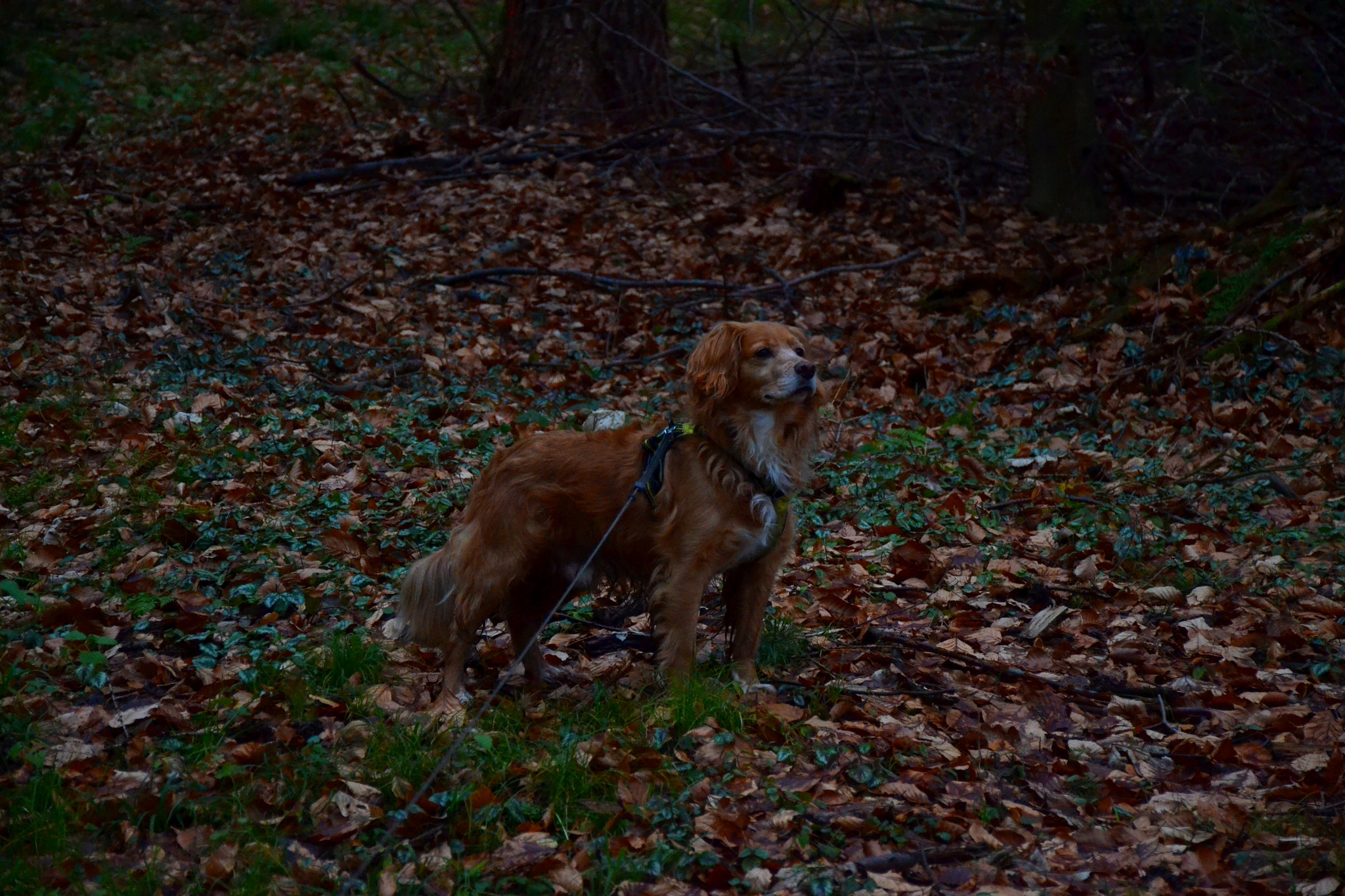 Nikon D3100 sample photo