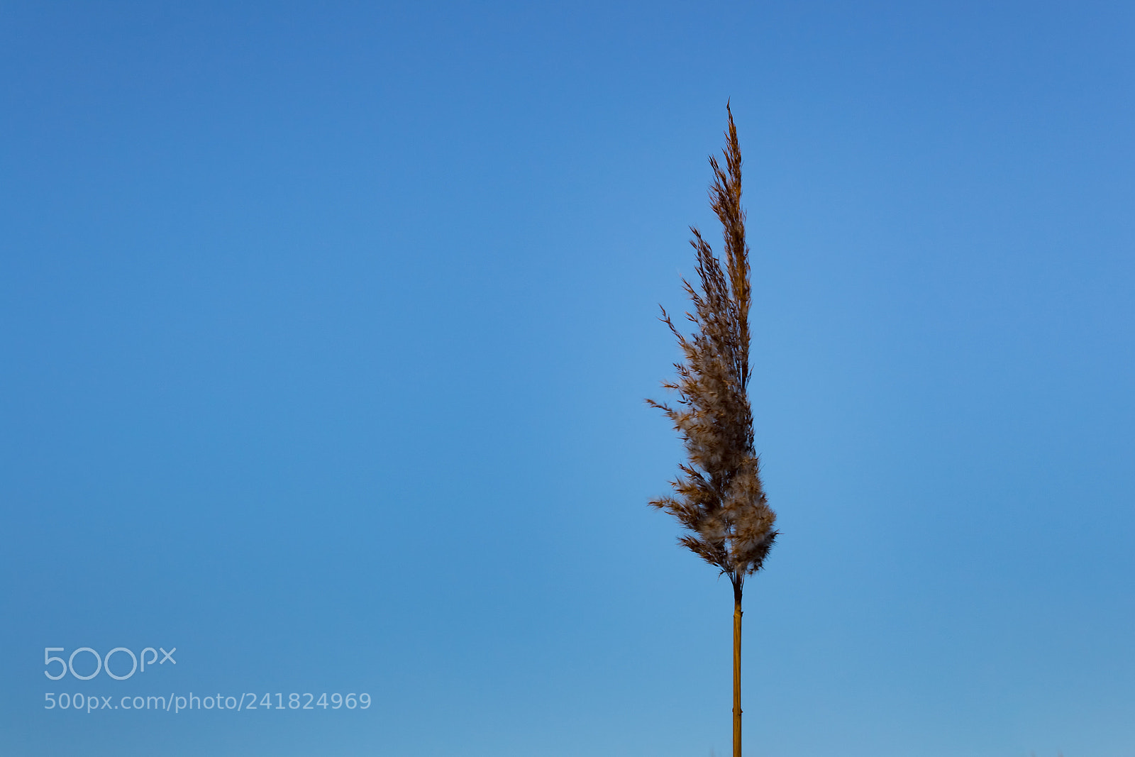 Canon EOS 1300D (EOS Rebel T6 / EOS Kiss X80) sample photo. Yellow plant on blue photography