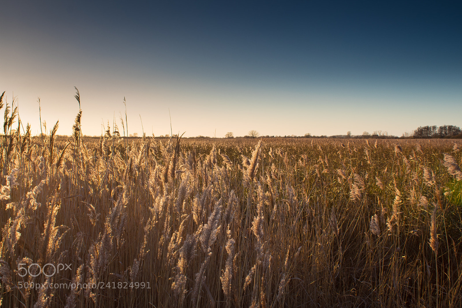 Canon EOS 1300D (EOS Rebel T6 / EOS Kiss X80) sample photo. Sunset in wicken fen photography