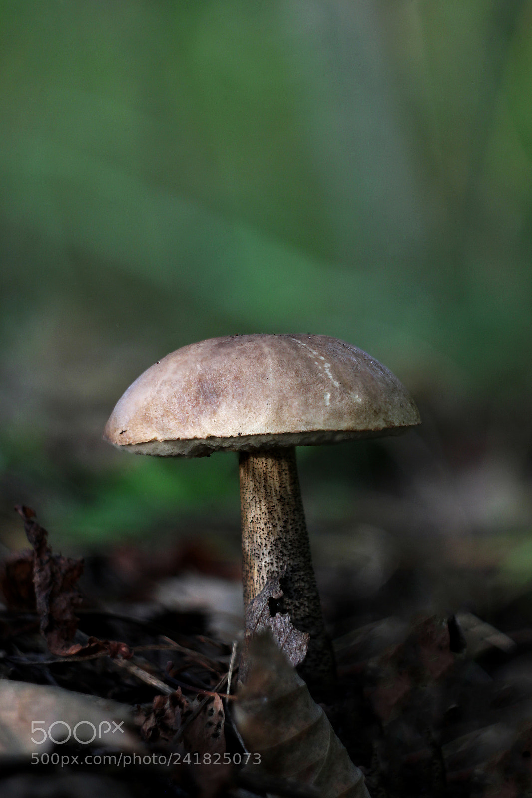 Canon EOS 550D (EOS Rebel T2i / EOS Kiss X4) sample photo. Leccinum scabrum photography