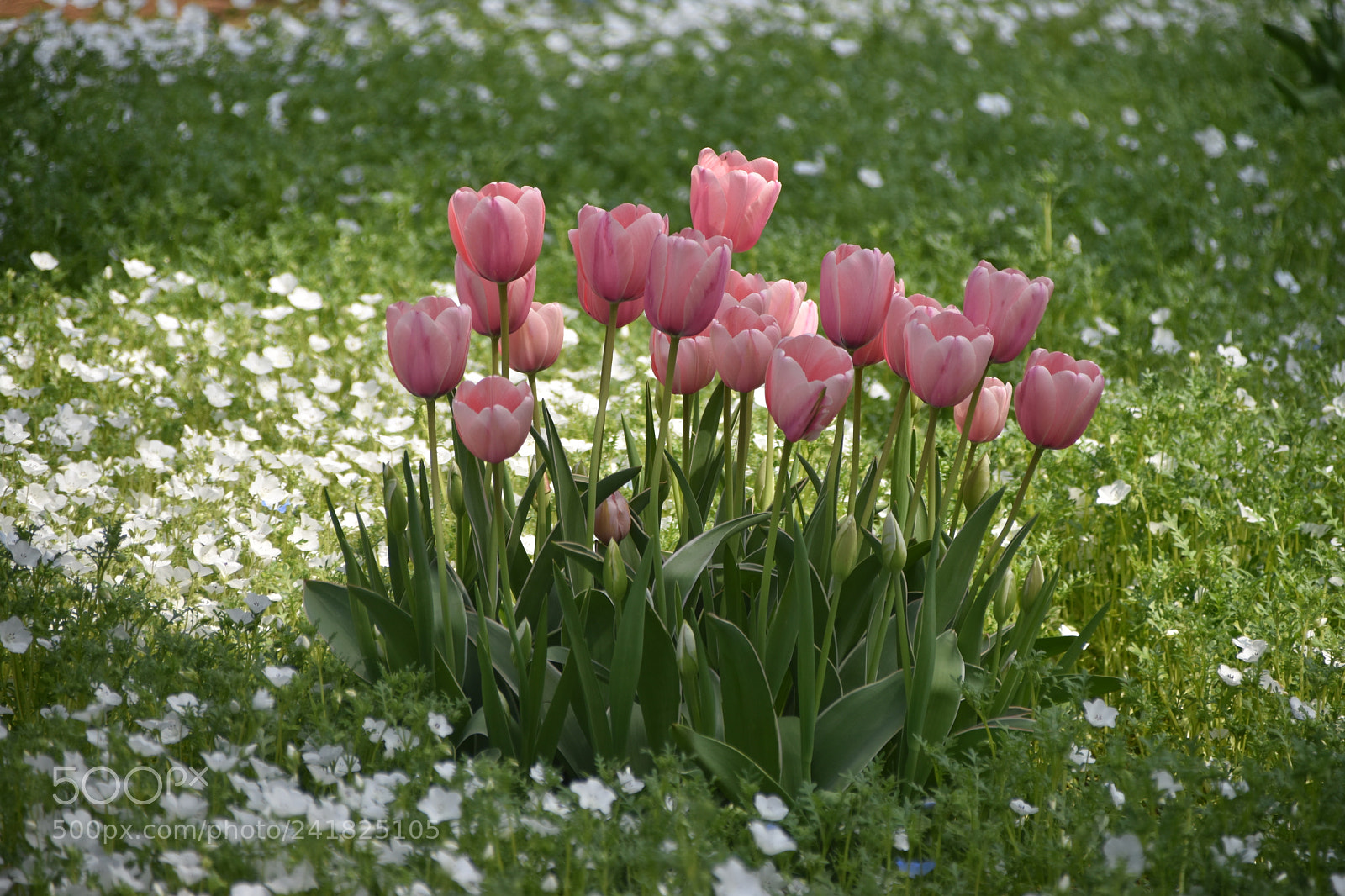 Nikon D5500 sample photo. Pink tulips photography
