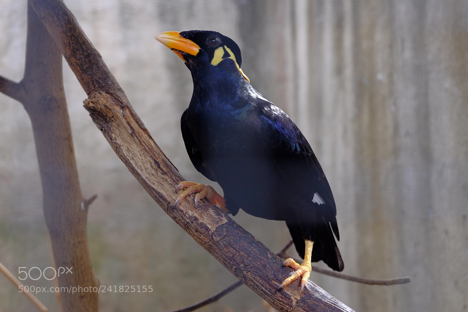 Fujifilm X-T10 sample photo. Bird photography