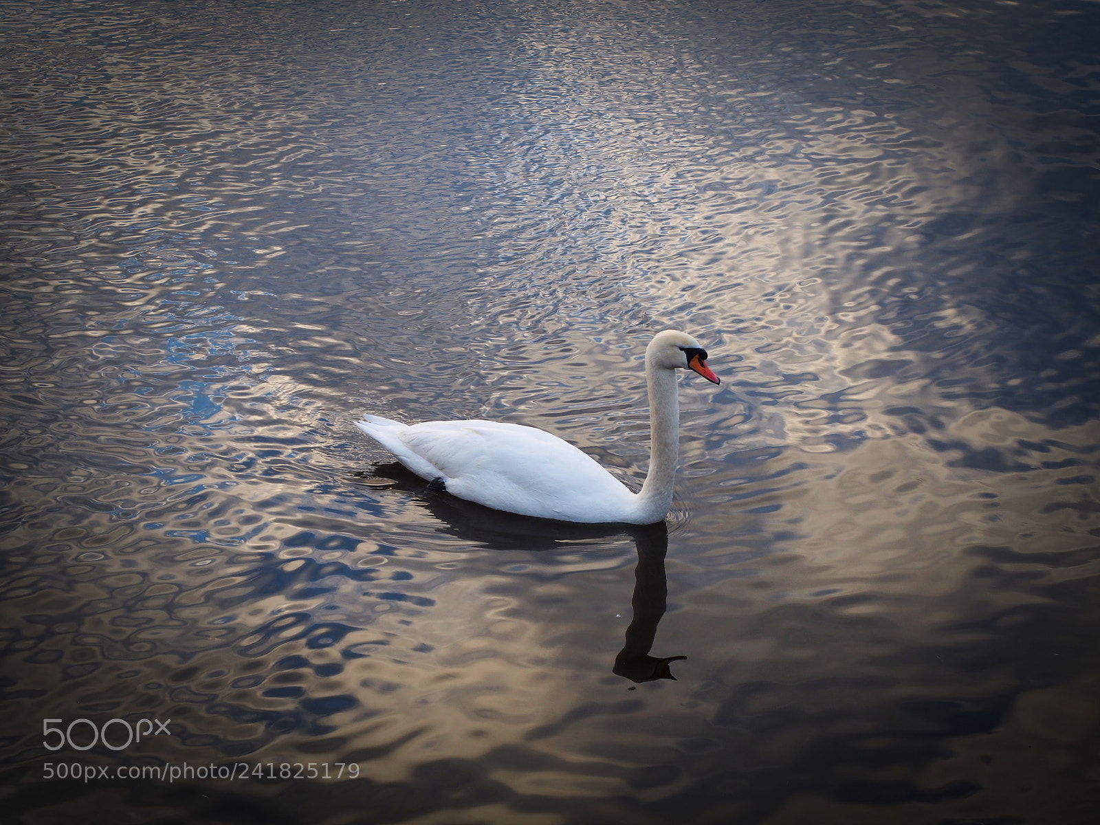 Olympus PEN E-PL5 sample photo. Swan at lake photography