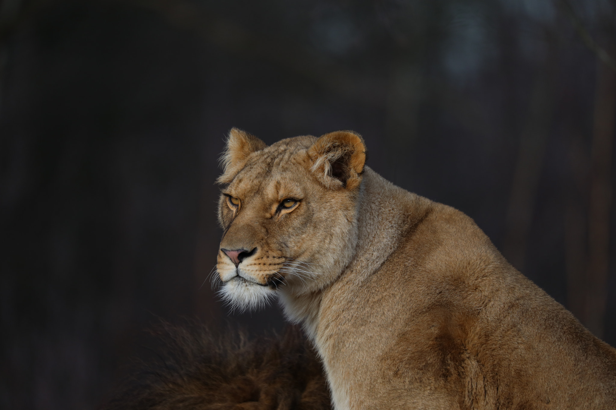 Canon EOS 5D Mark IV + Sigma 150-600mm F5-6.3 DG OS HSM | S sample photo. Lioness. photography