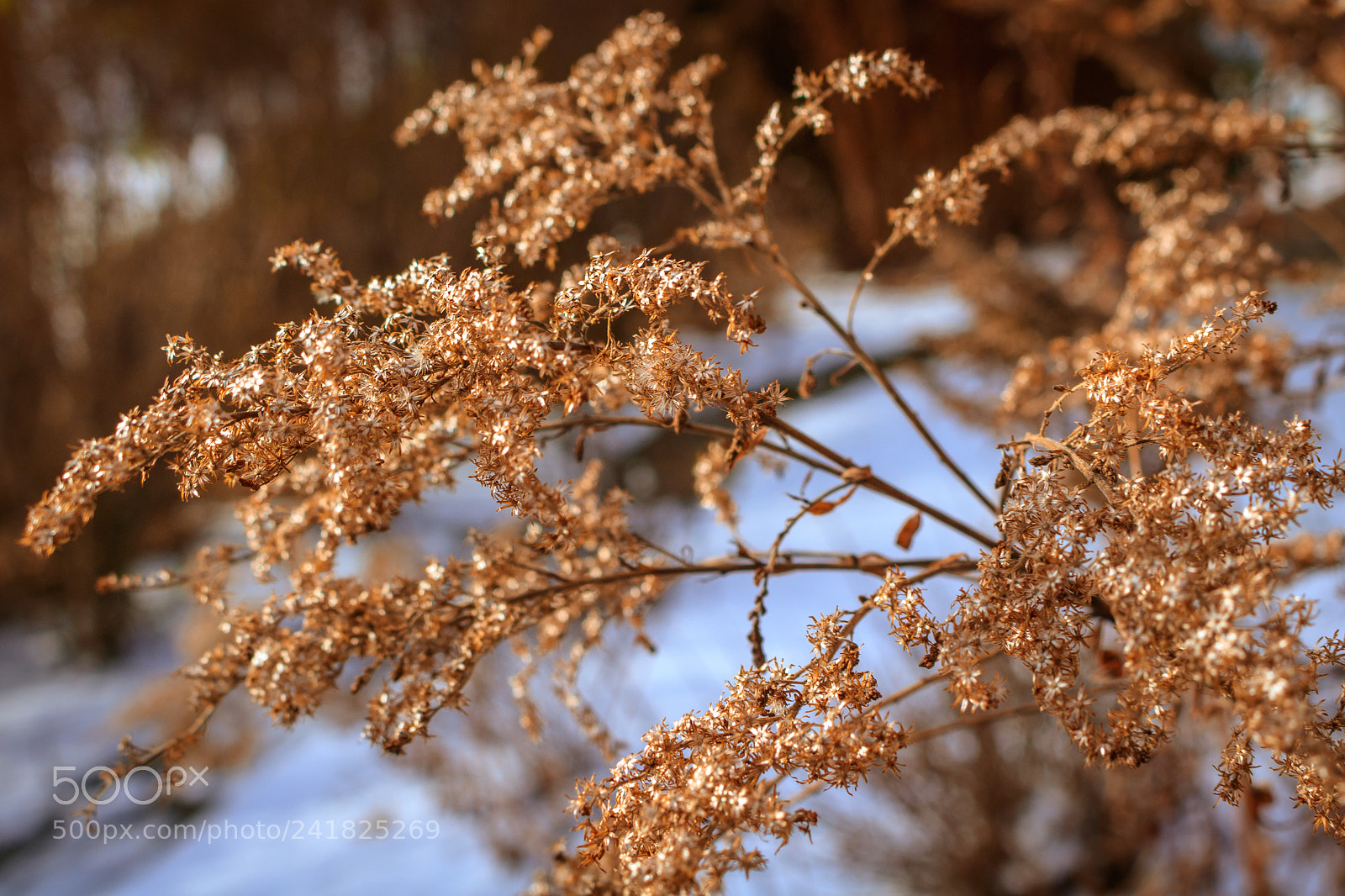 Canon EOS 750D (EOS Rebel T6i / EOS Kiss X8i) sample photo. In the winter sun photography