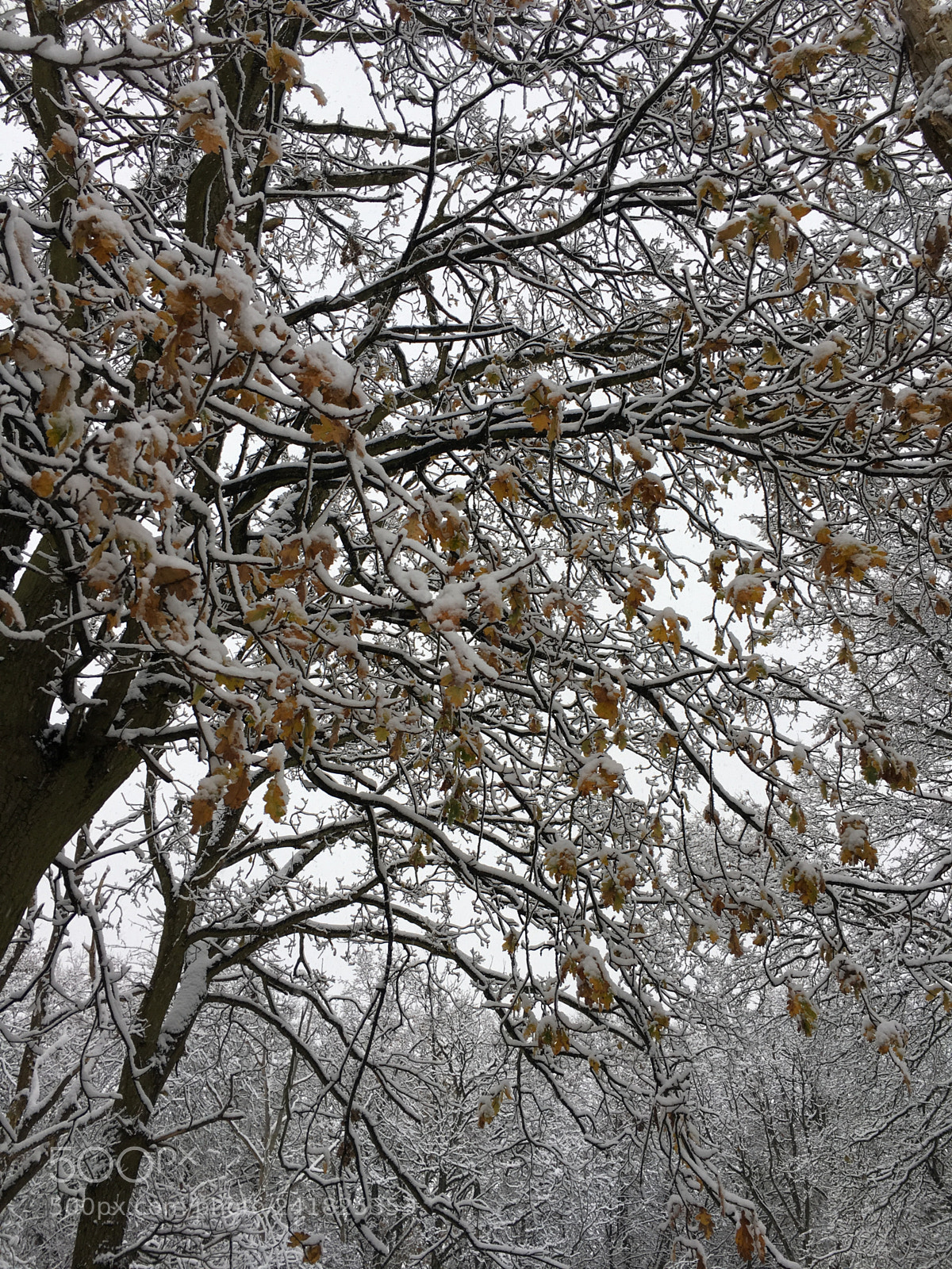 Apple iPhone 6s sample photo. []winter wonderland<3 photography