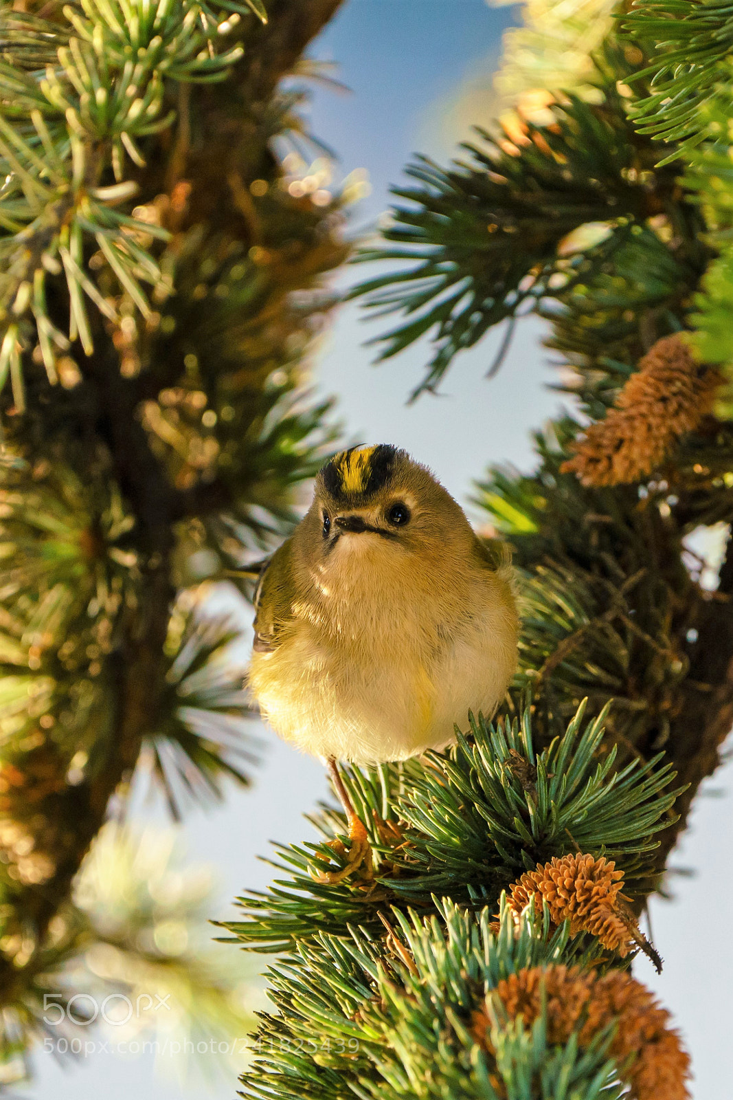 Sony a7R III sample photo. Goldcrest photography