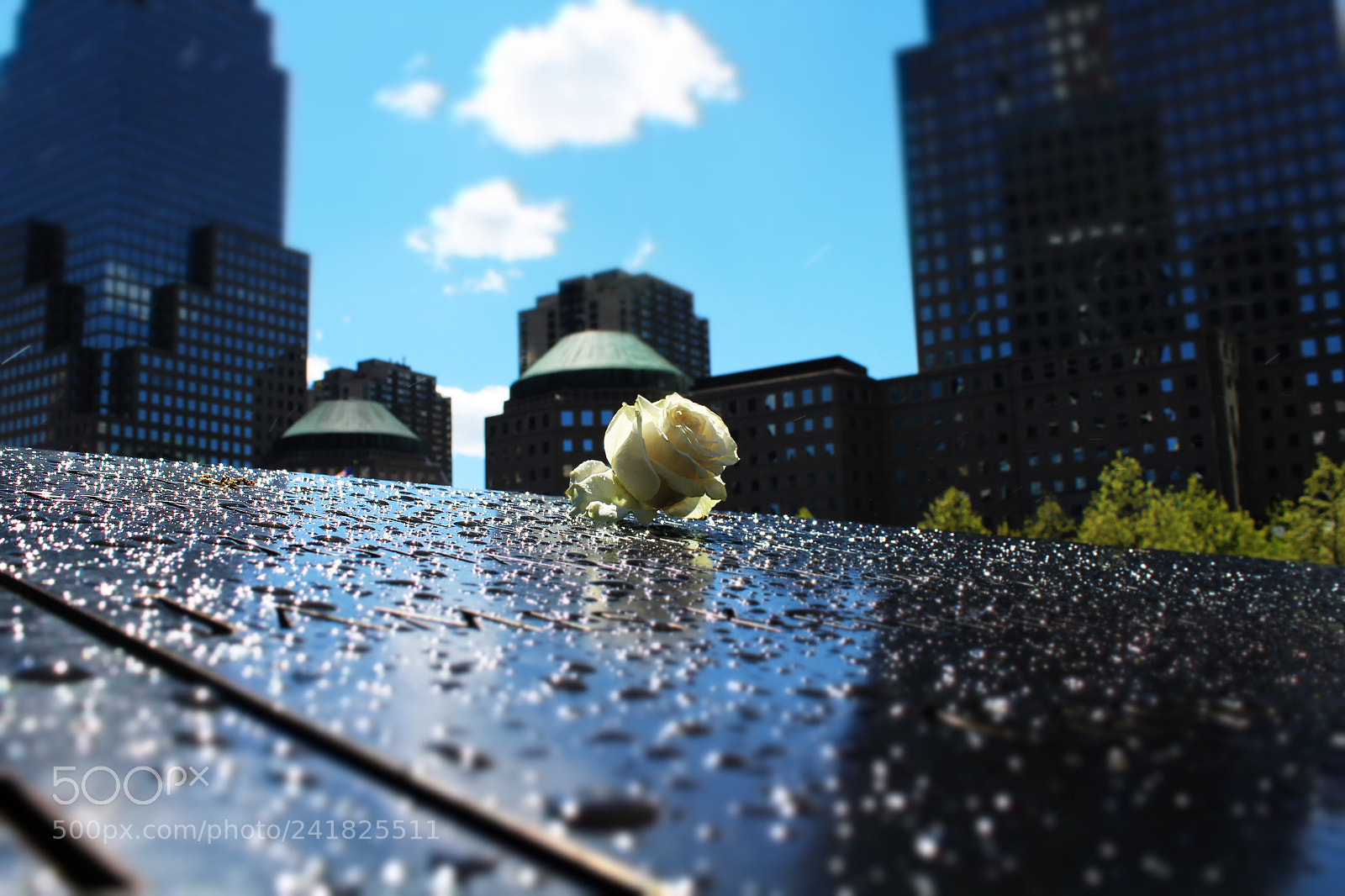 Canon EOS 1200D (EOS Rebel T5 / EOS Kiss X70 / EOS Hi) sample photo. White rose photography