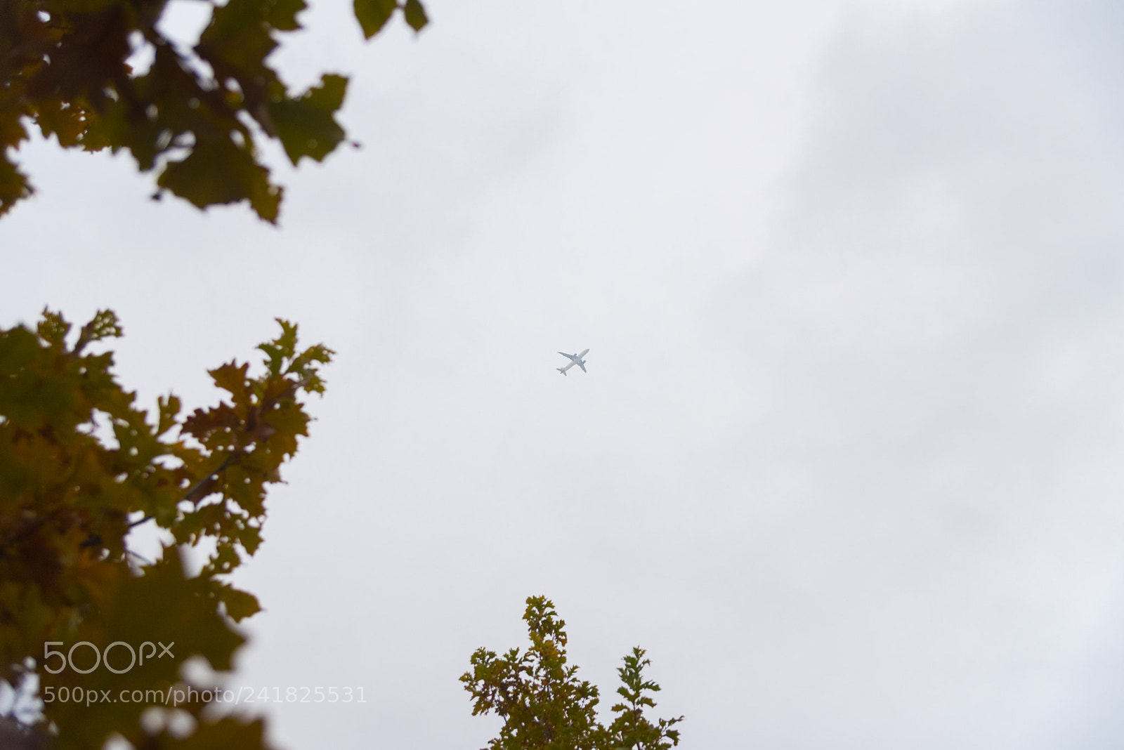 Nikon D750 sample photo. Big airplane above the photography