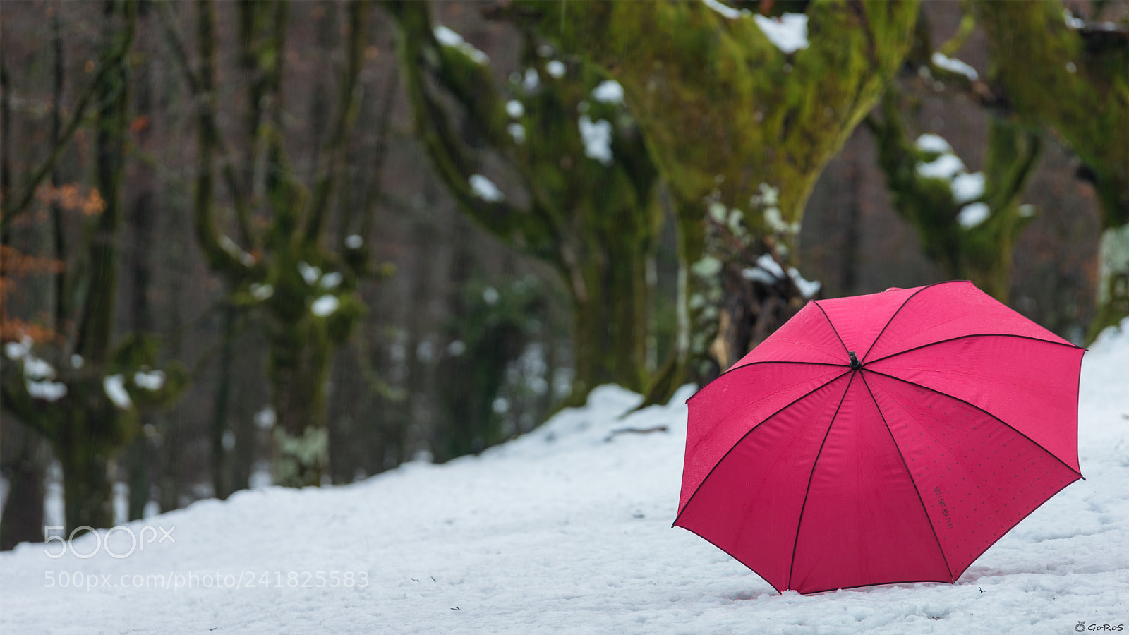 Nikon D800 sample photo. Winter colours photography