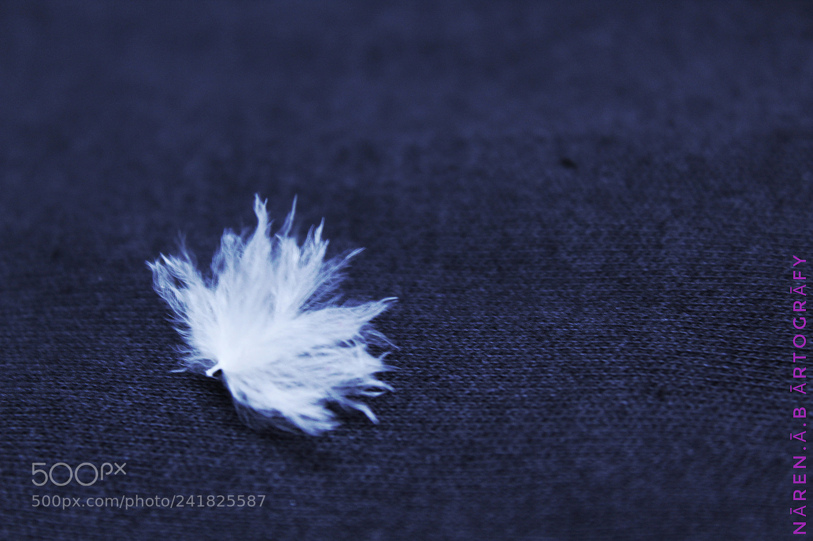 Canon EOS 1300D (EOS Rebel T6 / EOS Kiss X80) sample photo. Feather photography