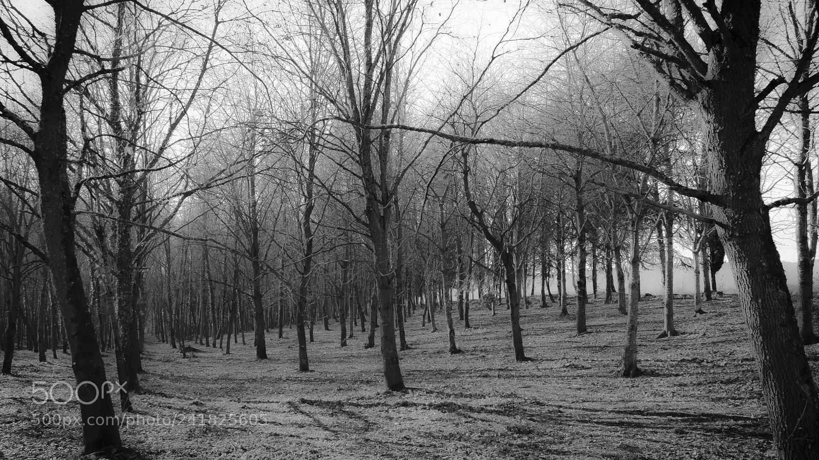 Nikon D3000 sample photo. Lost photography