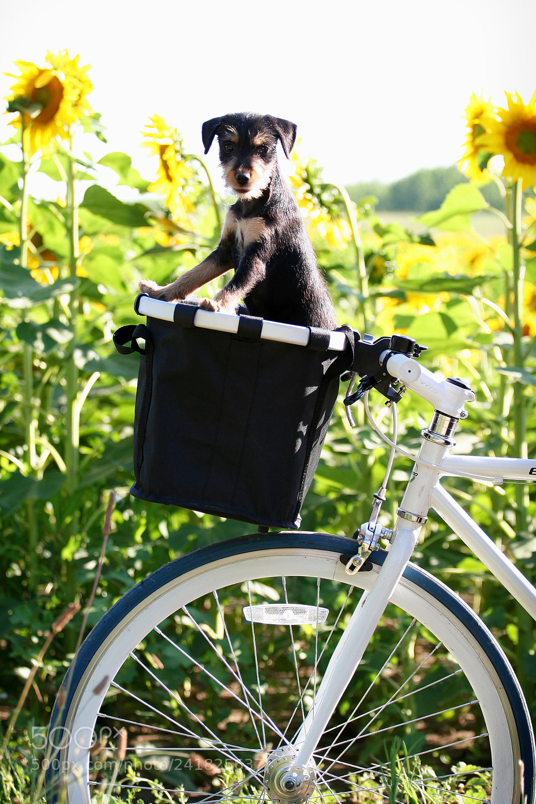 Canon EOS 350D (EOS Digital Rebel XT / EOS Kiss Digital N) sample photo. Dog on bicycle photography