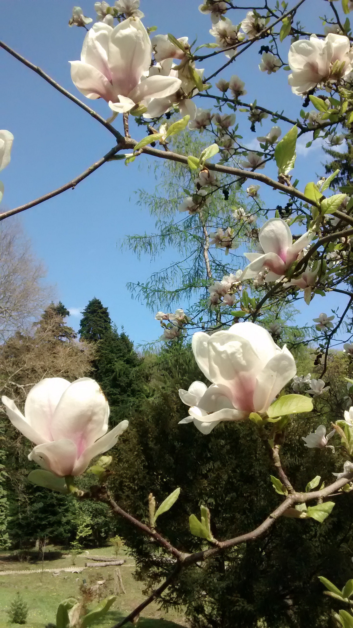 Motorola XT1032 sample photo. Magnolia in mecsek photography