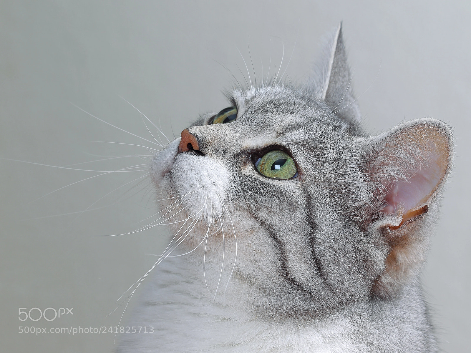 Canon EOS-1D Mark IV sample photo. Biru photography