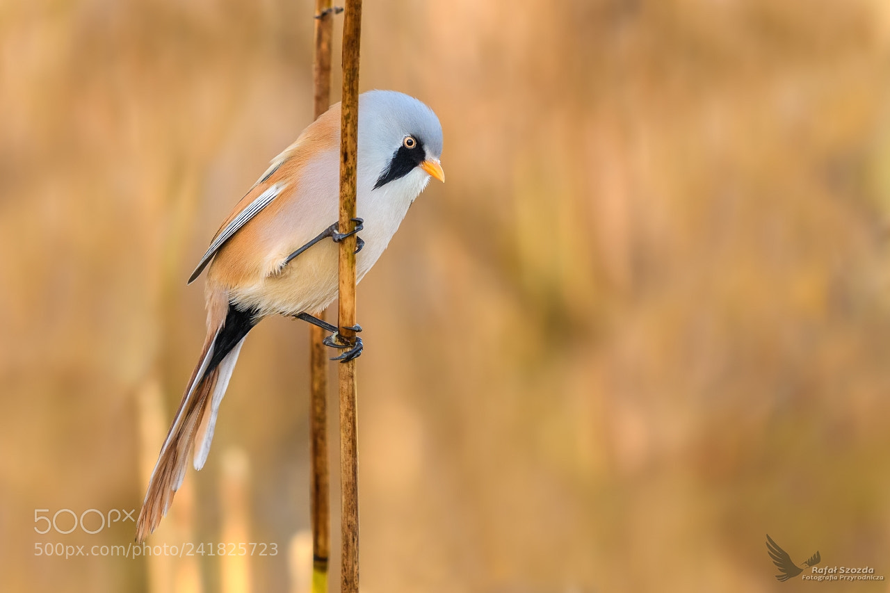 Nikon D500 sample photo. W satka, bearded parrotbill photography
