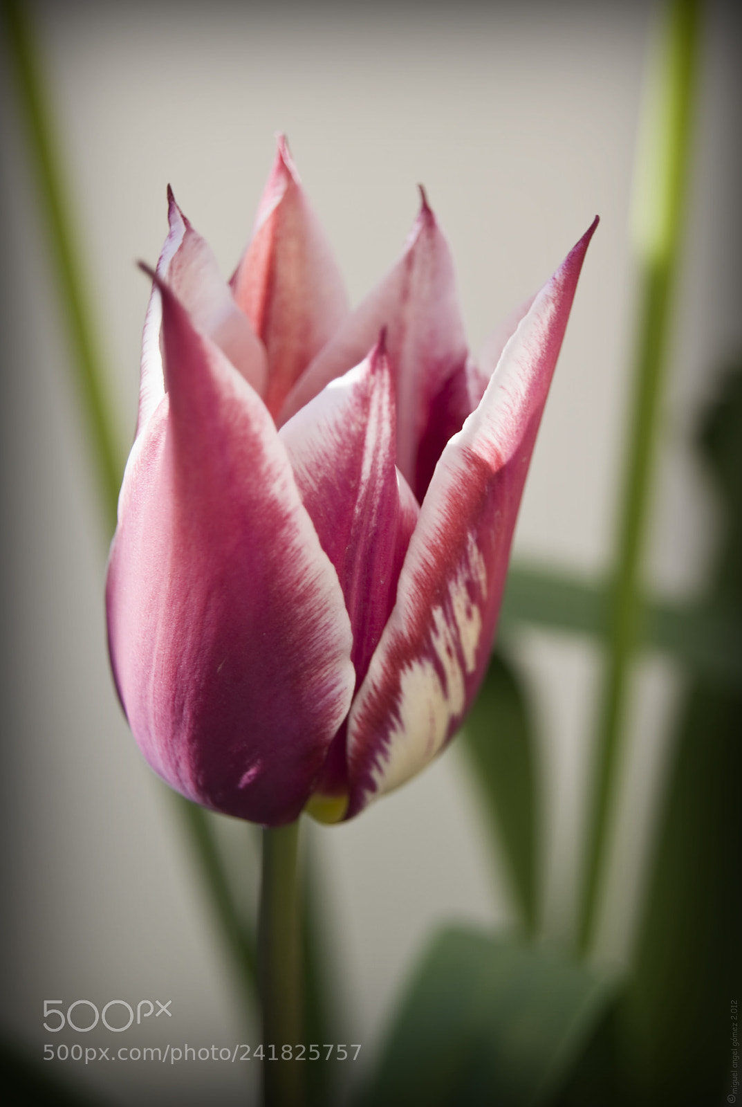 Sony Alpha DSLR-A330 sample photo. 2012_tulip_12 photography