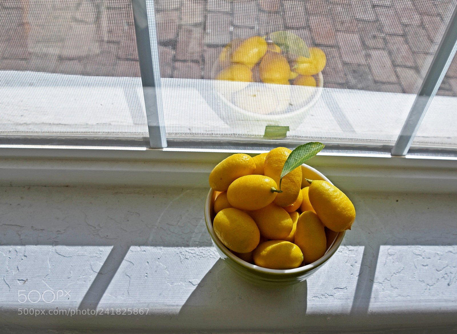 Nikon D5500 sample photo. Limequats quietly tanning ... photography