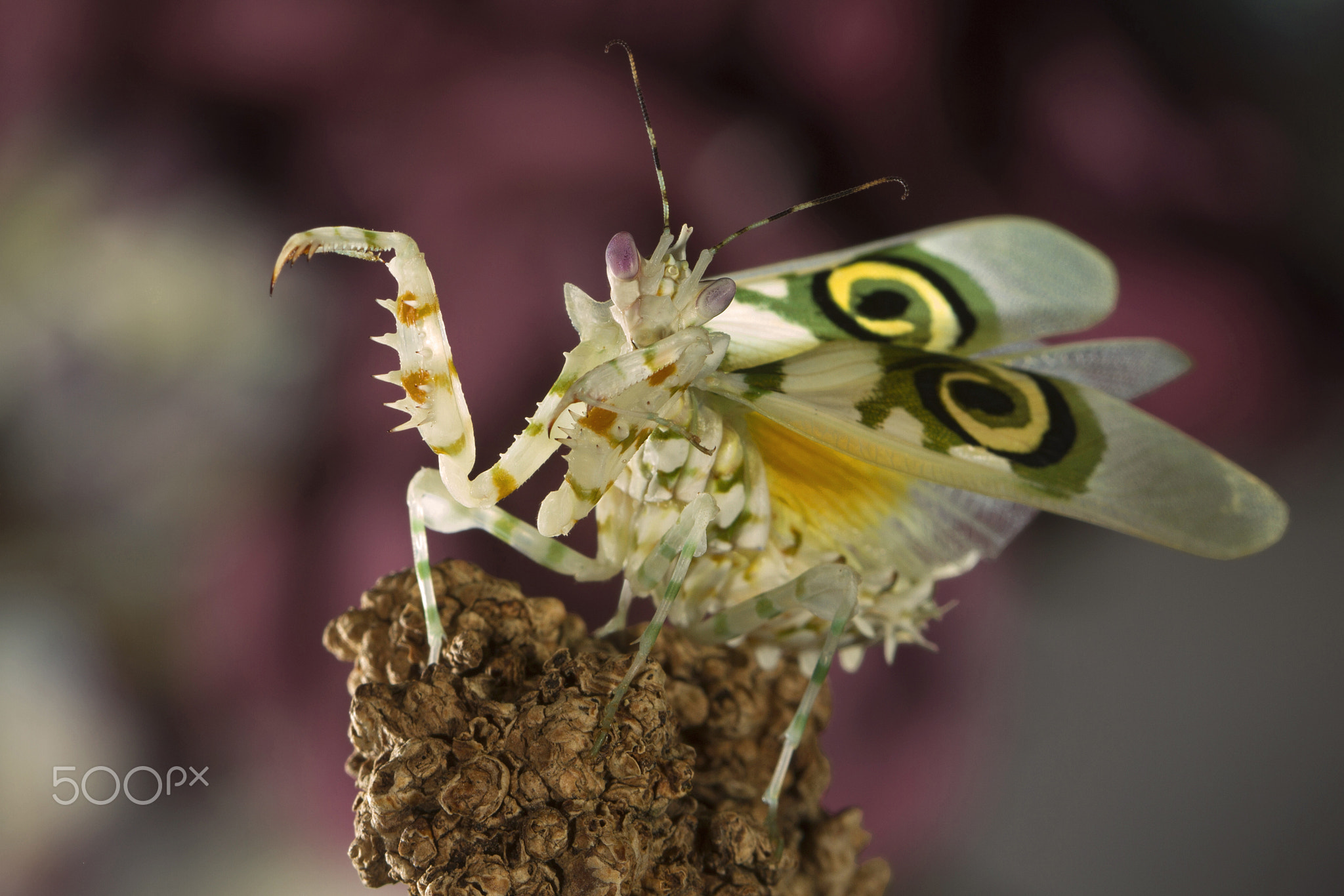 Bloembidsprinkhaan (Pseudocreobotra wahlbergii )