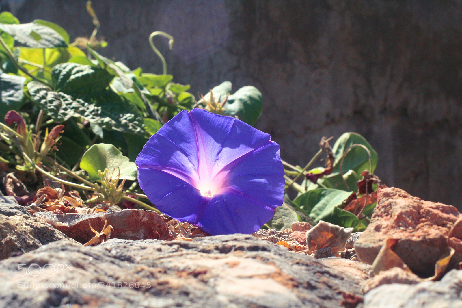 Canon EOS 350D (EOS Digital Rebel XT / EOS Kiss Digital N) sample photo. Purple bindweed morning glory photography