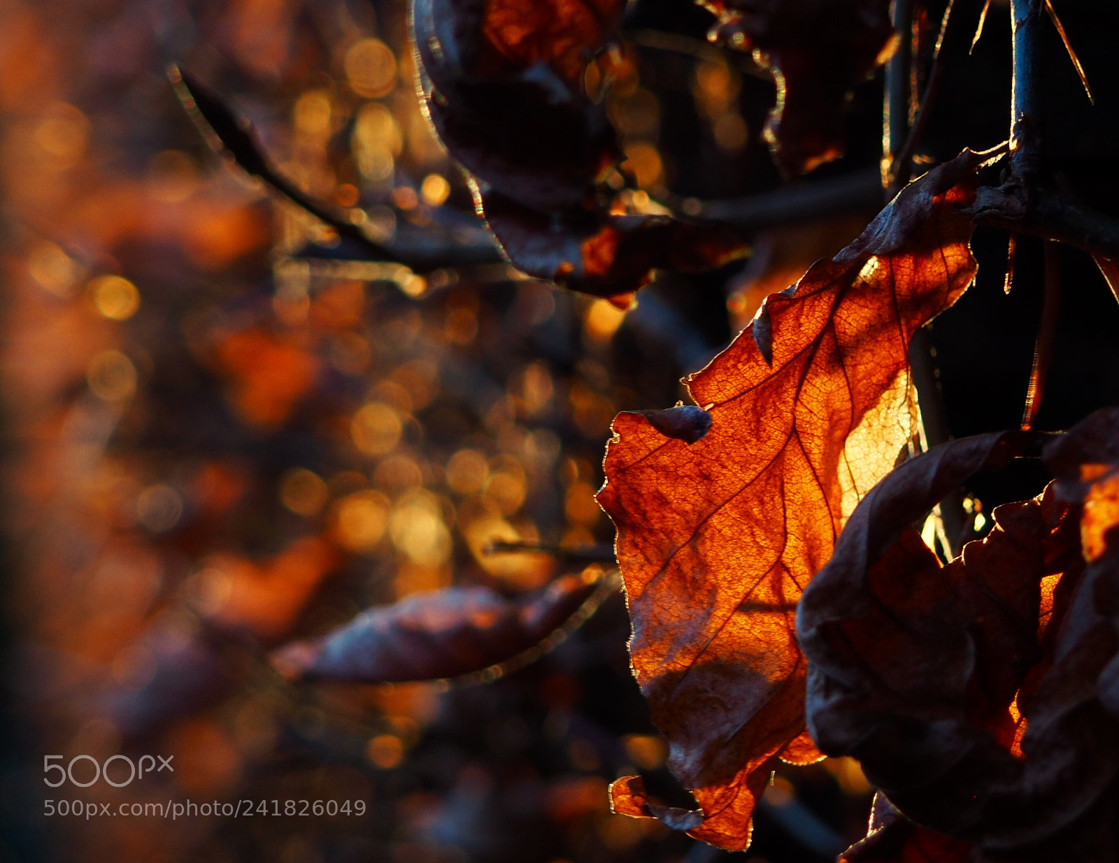 Olympus OM-D E-M10 II sample photo. Time to shine photography