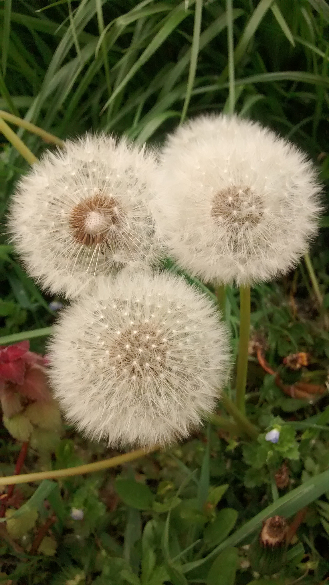 Motorola XT1032 sample photo. Dandelion triangle photography
