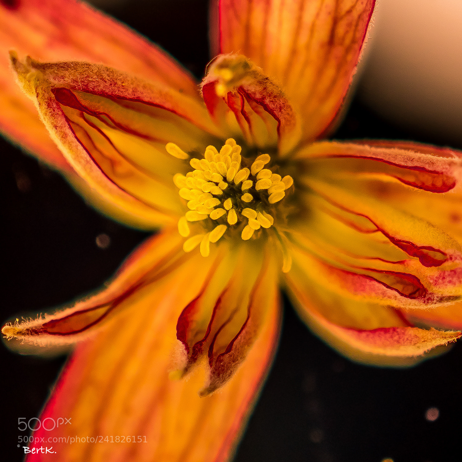 Nikon D500 sample photo. Clematis photography