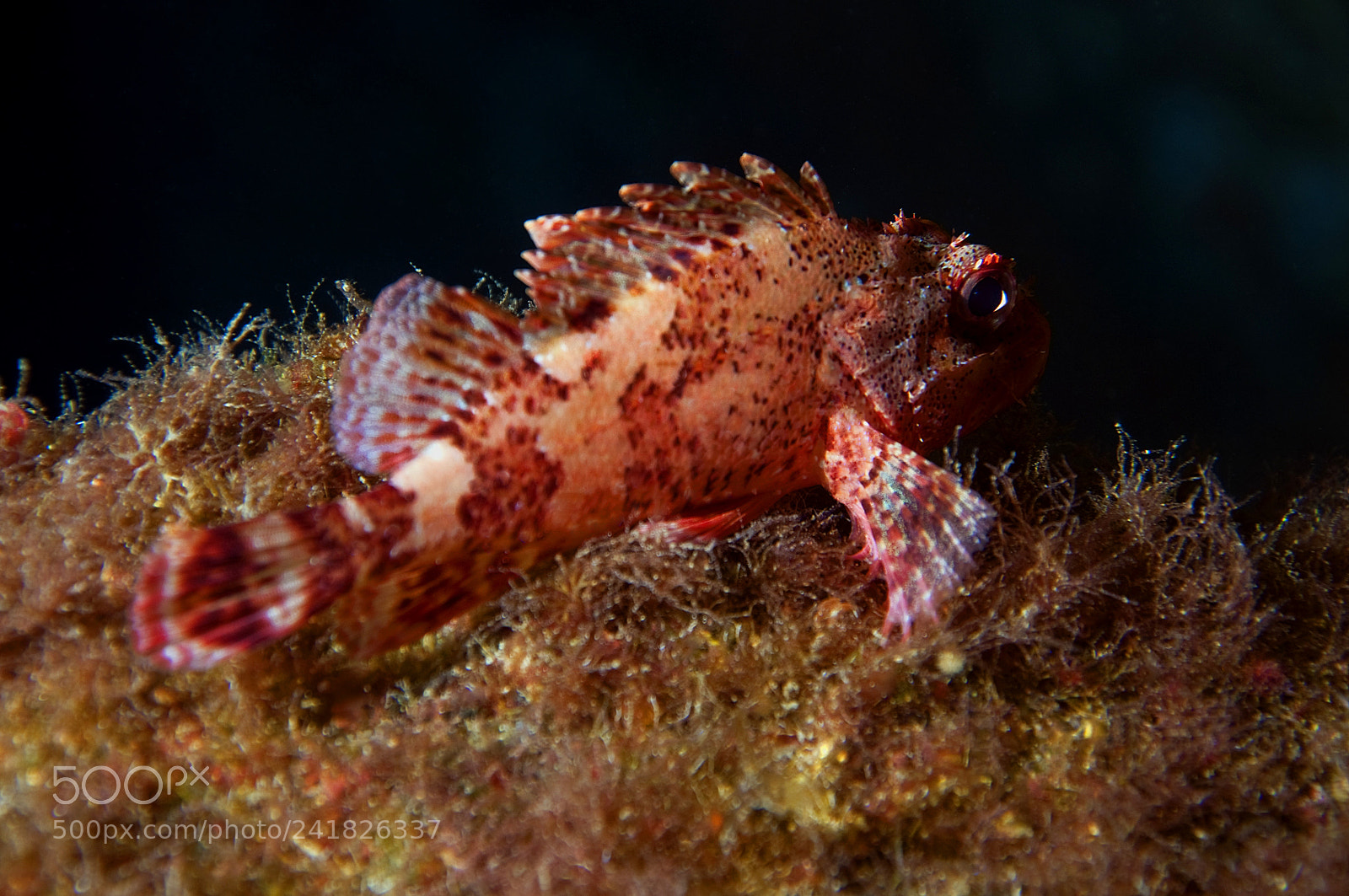 Nikon D5000 sample photo. Mediterranean redfish photography