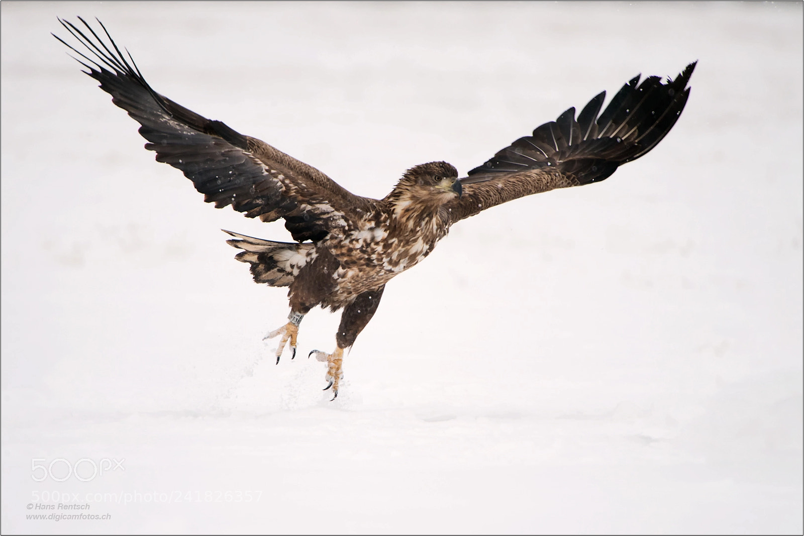 Nikon D5 sample photo. Seeadler im abflug photography
