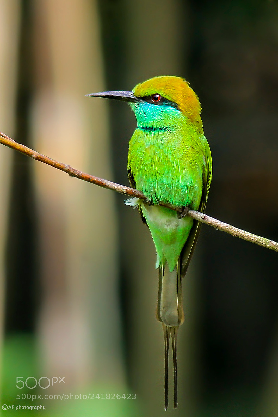 Canon EOS 1100D (EOS Rebel T3 / EOS Kiss X50) sample photo. Id green bee-eater merops photography