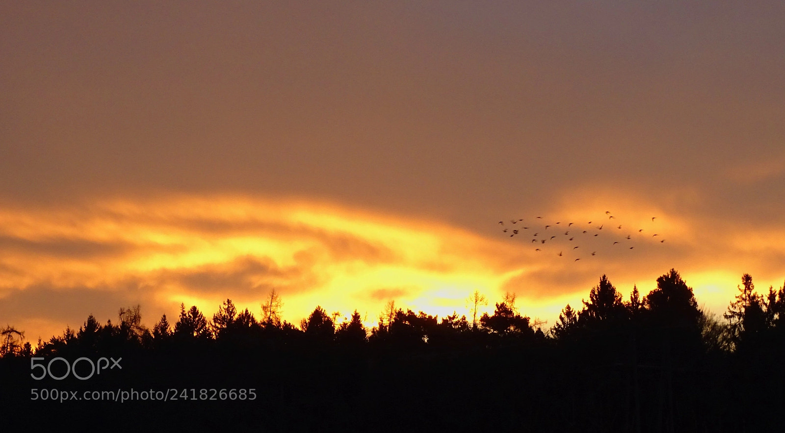 Sony Cyber-shot DSC-HX400V sample photo. Sonnenaufgang mit vogelschwarm photography