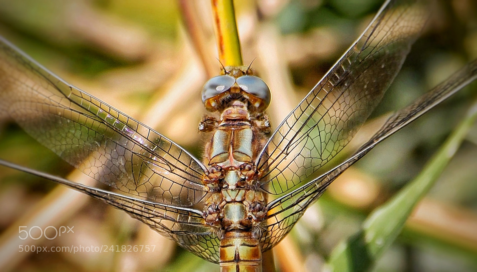 Canon EOS 450D (EOS Rebel XSi / EOS Kiss X2) sample photo. "a simple dragonfly" photography