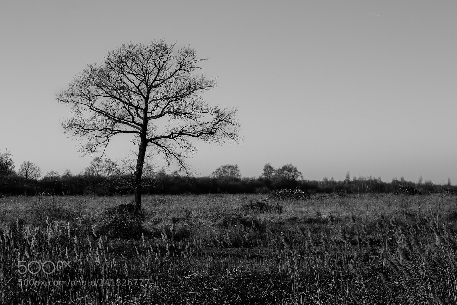 Canon EOS 1300D (EOS Rebel T6 / EOS Kiss X80) sample photo. B&w freestanding tree photography