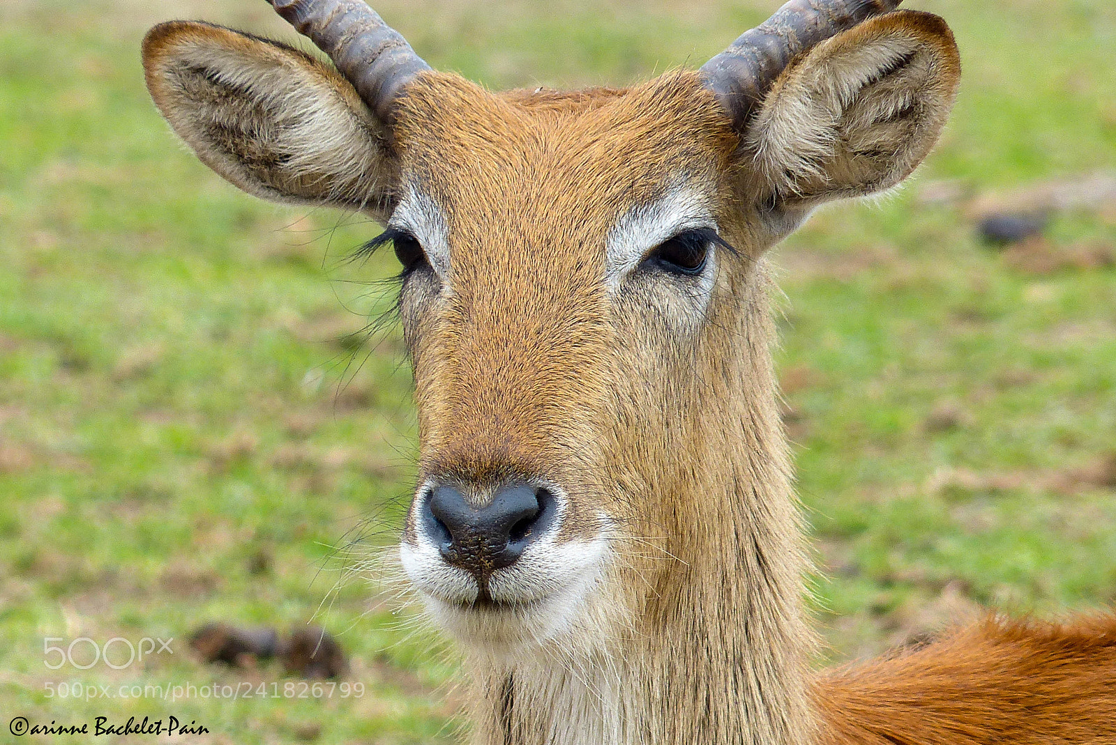Panasonic Lumix DMC-FZ200 sample photo. Portrait d'antilope photography